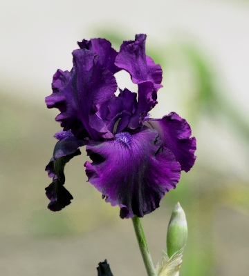 iris plante jardin