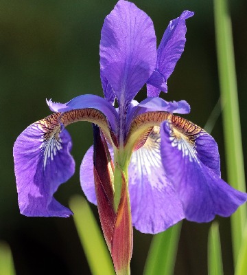 plantation iris jardin