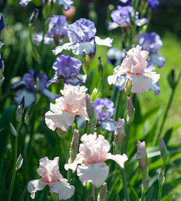 fleurs iris 