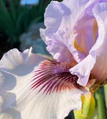 iris fleur