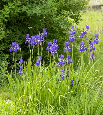 iris jardin