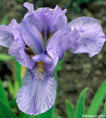 iris nain blue denim