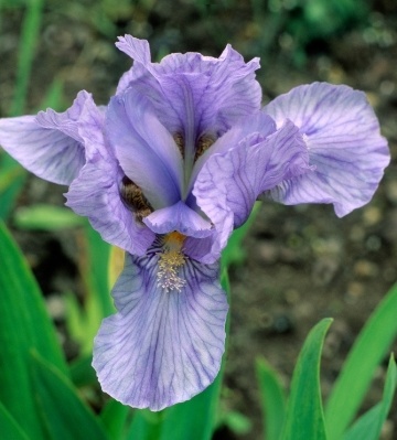 iris nain blue denim