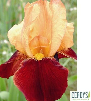 iris des jardins red torch