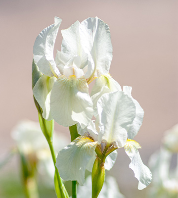 iris blanc