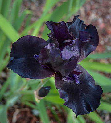 iris noir 