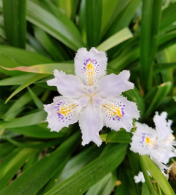 Iris du Japon