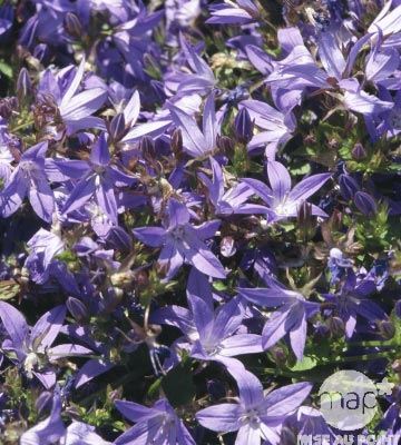 Campanule naine de rocaille (Campanula poscharskyana)