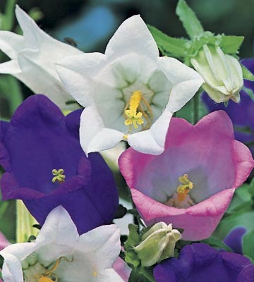 Campanule 'Carillon' (Campanula medium)