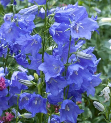 Campanule à feuille de pêcher (Campanula persicifolia)