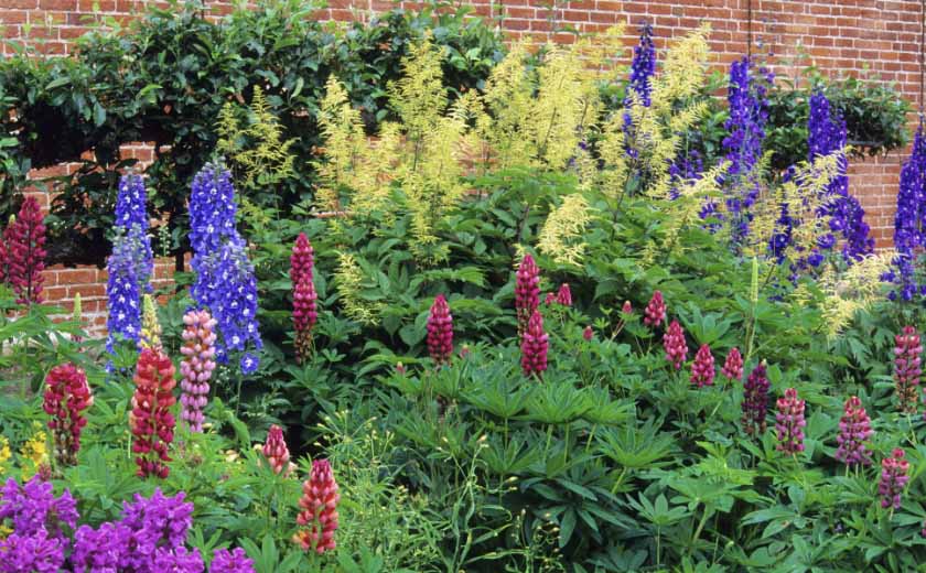 Plantes vivaces