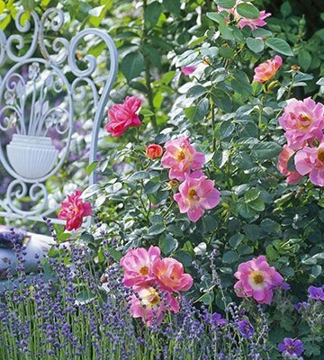 rosier arbuste
