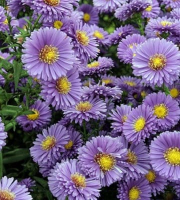 aster automne
