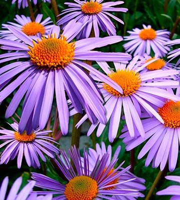 Asters violettes