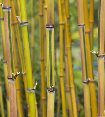 bambous traçants