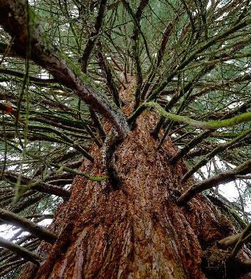 sequoia plantation
