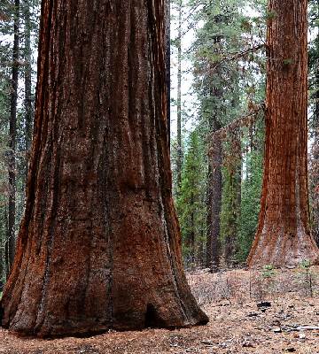 planter sequoia