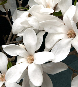 Magnolias obovata