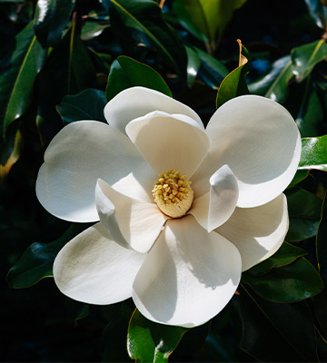 fleur magnolia