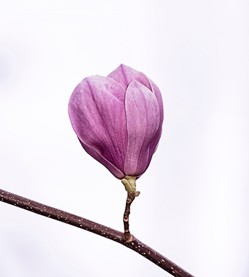 fleur magnolia Soulangea