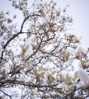 magnolia fleurs blanches