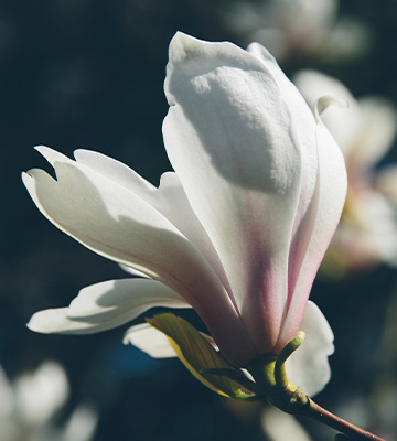 La fleur du magnolia soulangeana. 