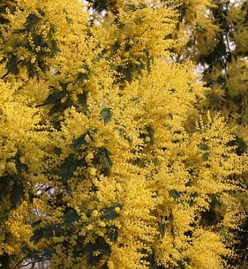 mimosa d'hiver