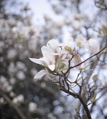 fleur magnolia