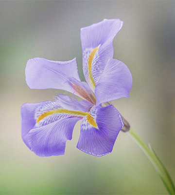 iris d'alger