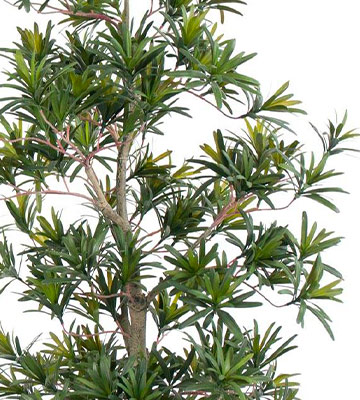 Podocarpus macrophyllus bonsai