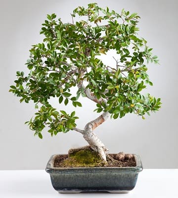 Le bonsaï Ficus