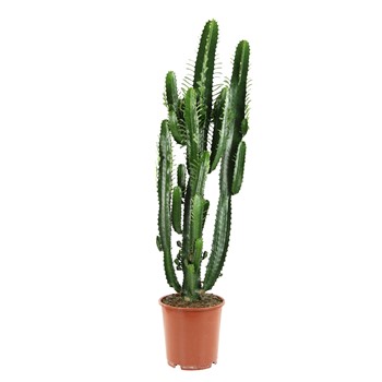 cactus euphorbia acrurensis