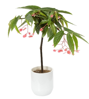 Begonia maculata bégonia Tamaya