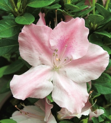 Azalée d’intérieur famille rhododendrons