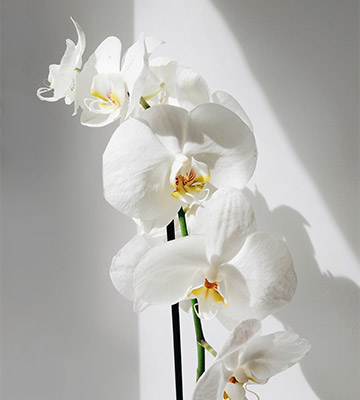 orchidée blanches