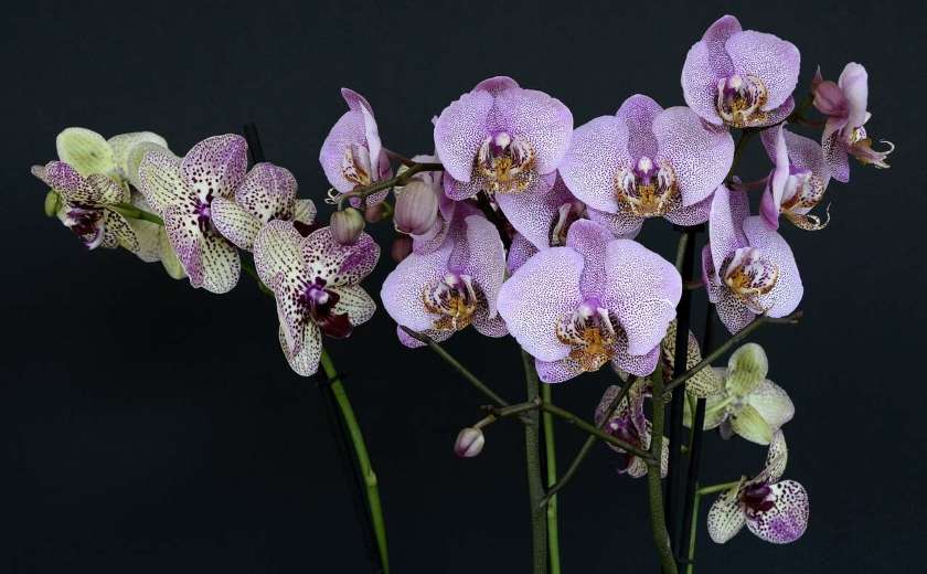 fleur orchidee phaleno