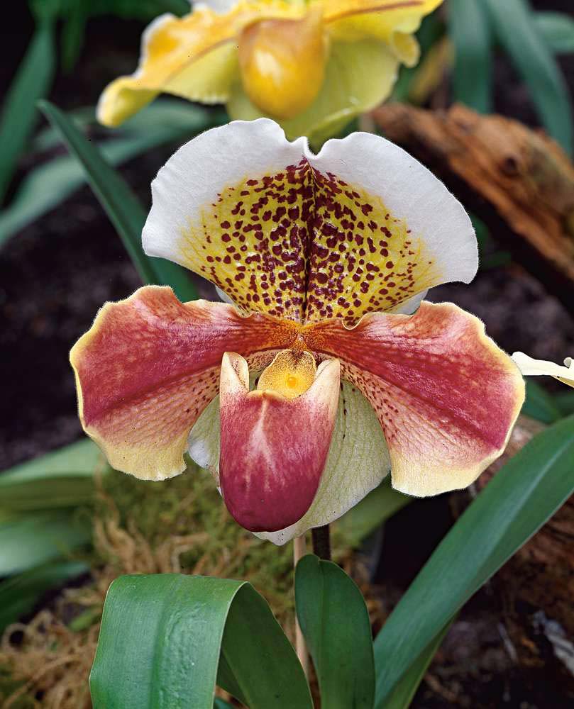 orchidee paphiopedilum 