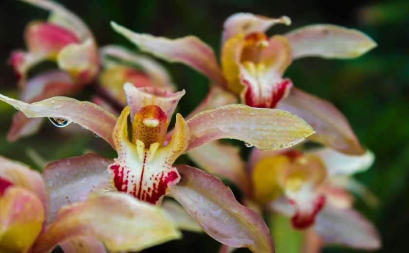 orchidée cymbidium