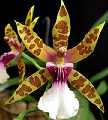 Orchidée miltonia clowesii