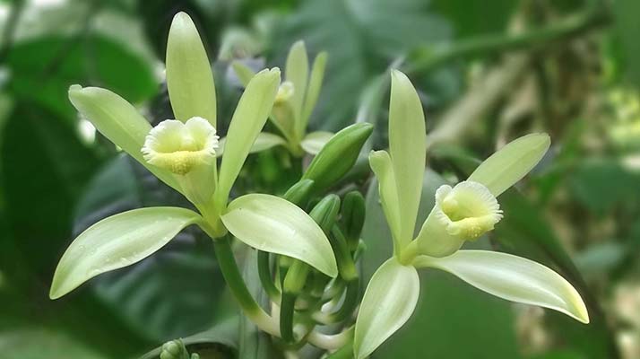 orchidee vanilla
