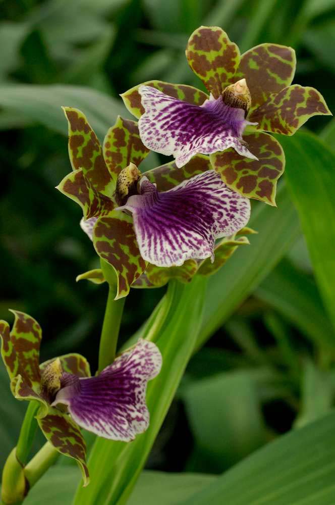orchidee zygopetalum