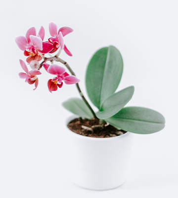 pot orchidée