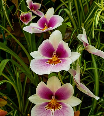 orchidées jardin