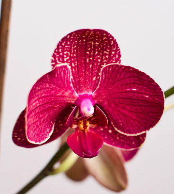 orchidée rouge