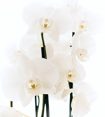 fleurs blanches orchidée
