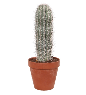 Cactus plante