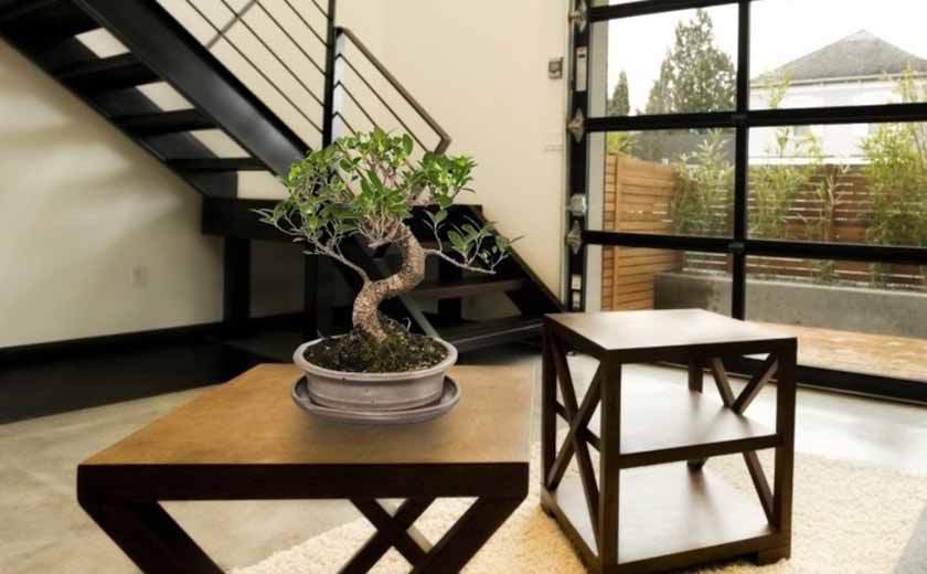 bonsai ficus d'intérieur
