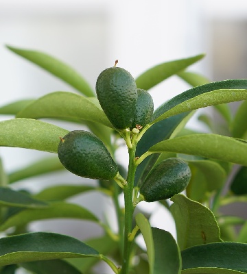 plantation kumquat