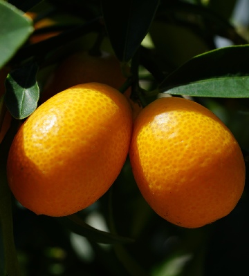 planter graine kumquat