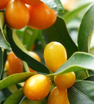kumquat agrumes planter